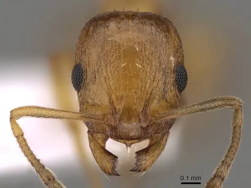 Temnothorax luteus - CASENT0914414