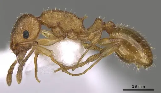 Temnothorax luteus - CASENT0914414