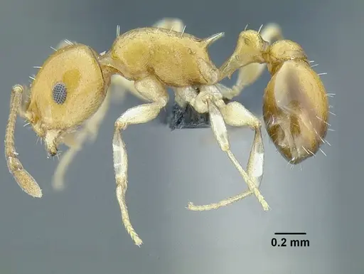 Temnothorax magnabulla specimen