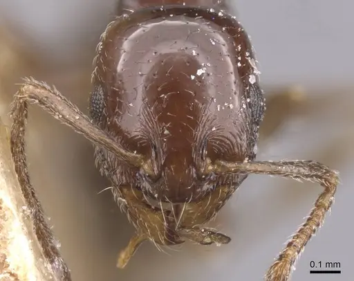 Temnothorax manni specimen