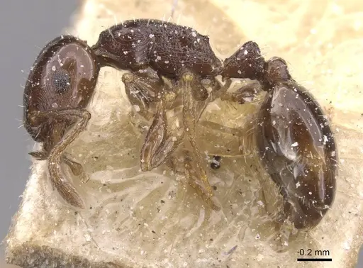 Temnothorax manni specimen