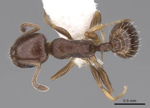 Temnothorax manni - CASENT0922572