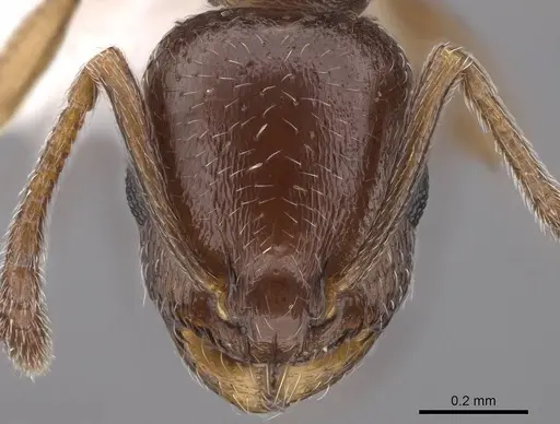 Temnothorax manni - CASENT0922572