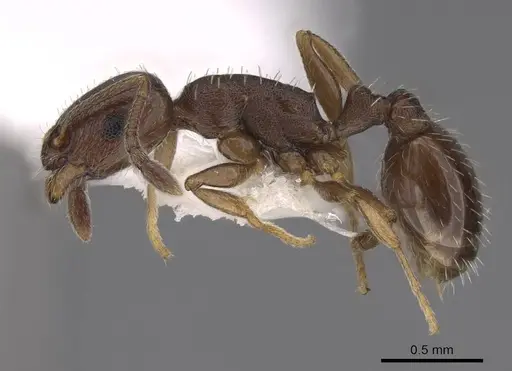 Temnothorax manni - CASENT0922572