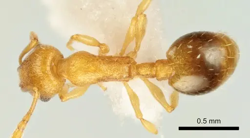 Temnothorax marae specimen