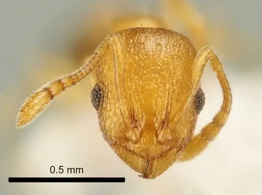 Temnothorax marae specimen