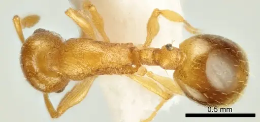 Temnothorax marae - ANTWEB1041542