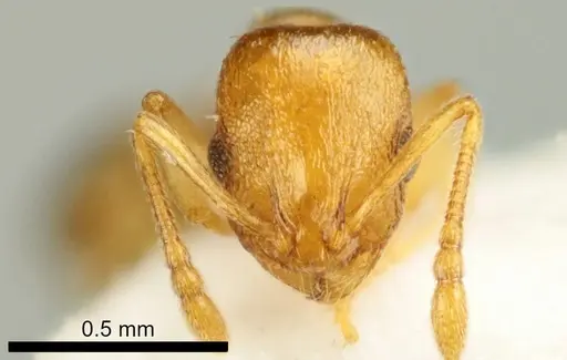 Temnothorax marae - ANTWEB1041542