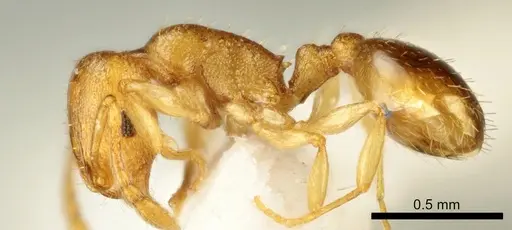 Temnothorax marae - ANTWEB1041542