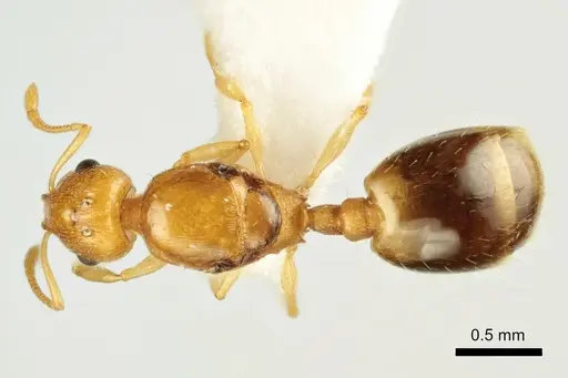 Temnothorax marae - ANTWEB1041543