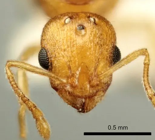 Temnothorax marae - ANTWEB1041543