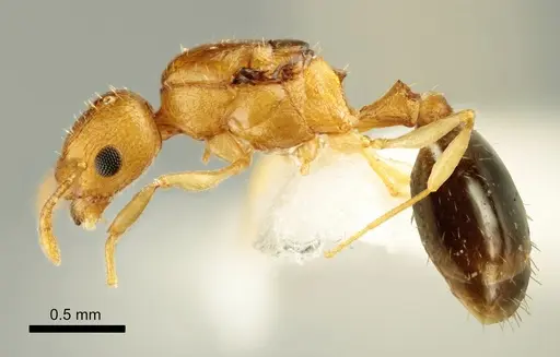 Temnothorax marae - ANTWEB1041543