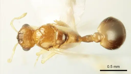 Temnothorax marae - ANTWEB1041544