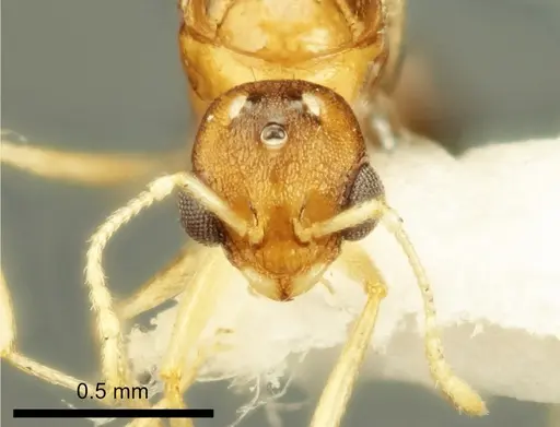 Temnothorax marae - ANTWEB1041544