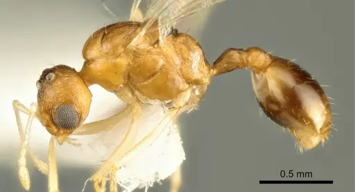 Temnothorax marae - ANTWEB1041544