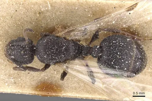 Temnothorax marocanus specimen