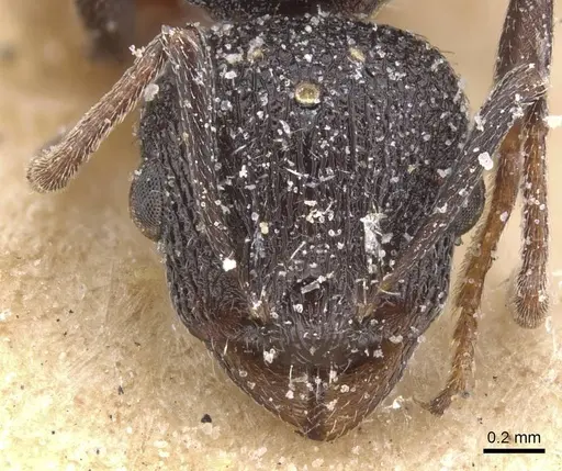 Temnothorax marocanus specimen