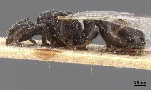 Temnothorax marocanus specimen