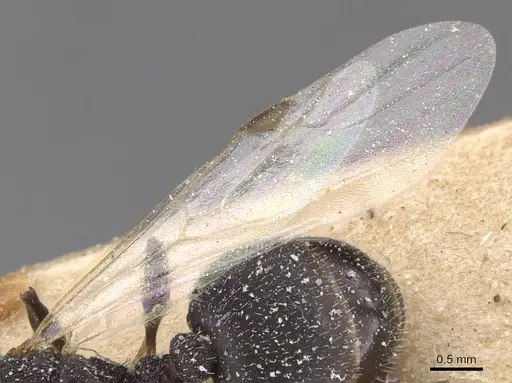 Temnothorax marocanus - CASENT0912961