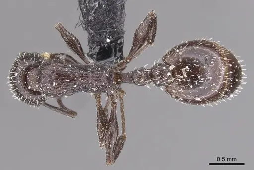 Temnothorax mauritanicus specimen