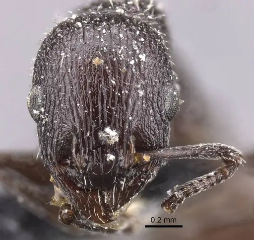 Temnothorax mauritanicus specimen