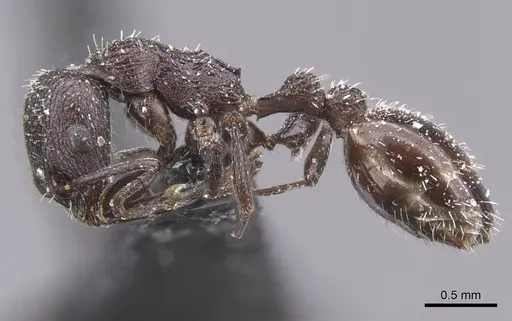 Temnothorax mauritanicus specimen