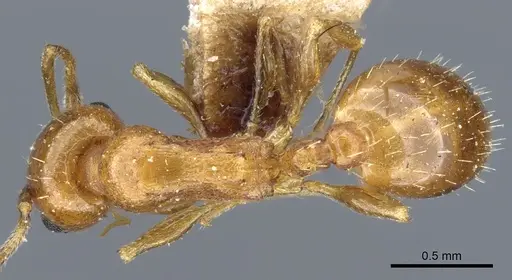 Temnothorax melleus specimen