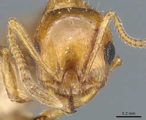 Temnothorax melleus specimen