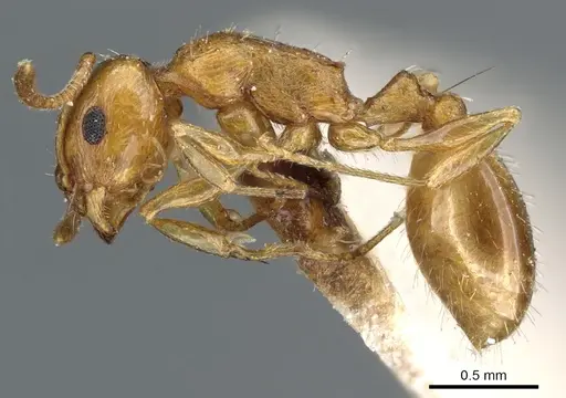 Temnothorax melleus specimen