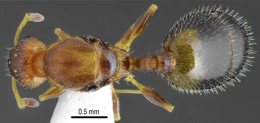 Temnothorax messiniaensis specimen