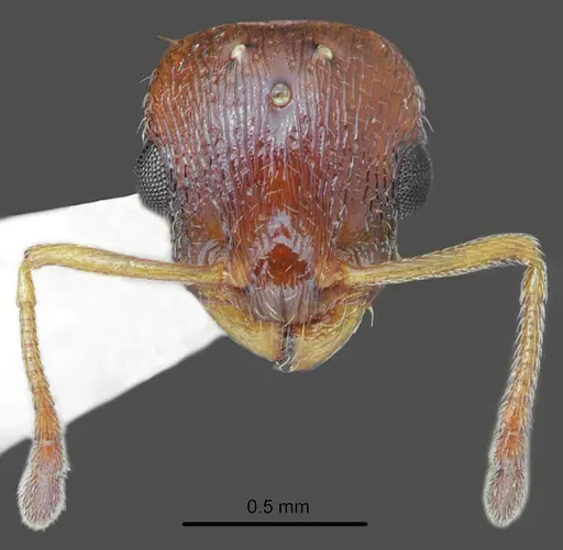 Temnothorax messiniaensis specimen