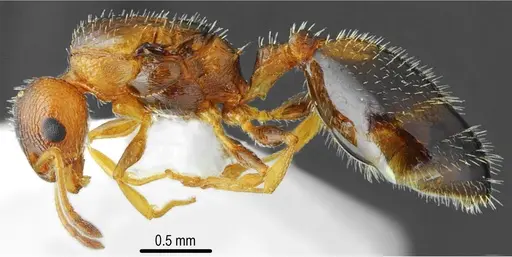 Temnothorax messiniaensis specimen