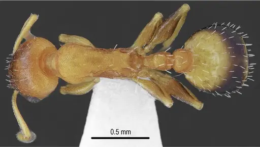 Temnothorax messiniaensis - CASENT0846796