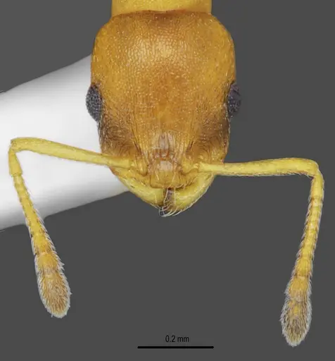 Temnothorax messiniaensis - CASENT0846796