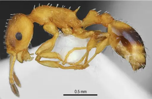 Temnothorax messiniaensis - CASENT0846796