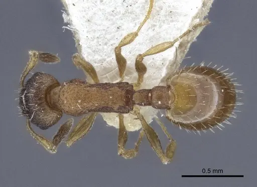 Temnothorax michali specimen
