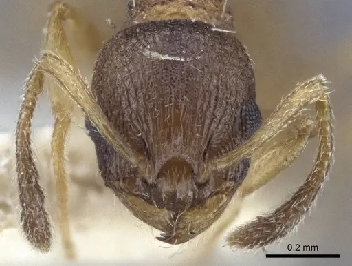 Temnothorax michali specimen