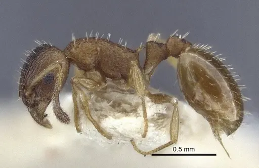 Temnothorax michali specimen