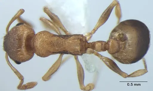 Temnothorax microreticulatus specimen