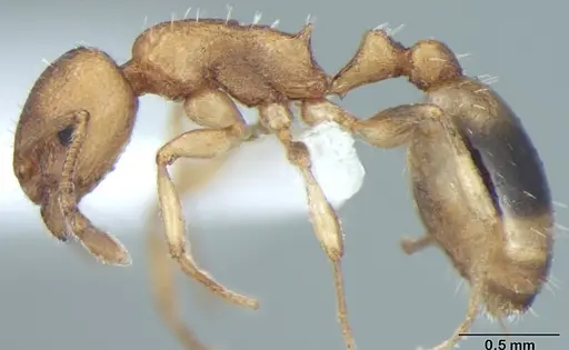 Temnothorax microreticulatus specimen