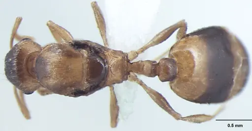 Temnothorax microreticulatus - ANTWEB1008018
