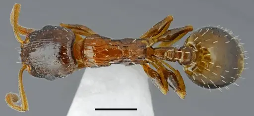 Temnothorax minotaurosi specimen
