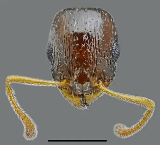 Temnothorax minotaurosi specimen