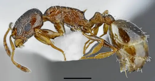 Temnothorax minotaurosi specimen