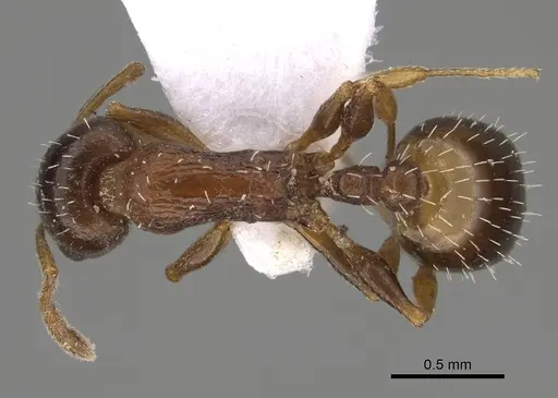 Temnothorax minotaurosi - CASENT0845922