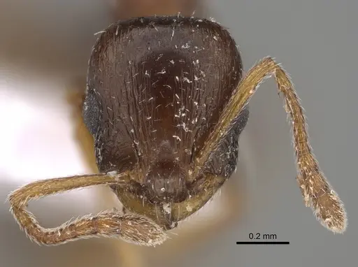 Temnothorax minotaurosi - CASENT0845922