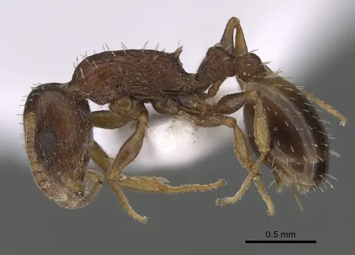 Temnothorax minotaurosi - CASENT0845922