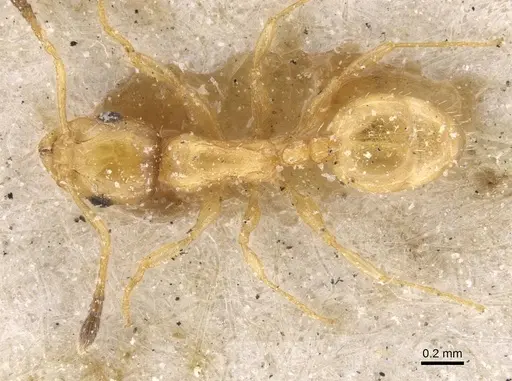 Temnothorax minozzii specimen