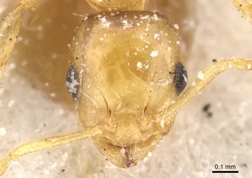 Temnothorax minozzii specimen