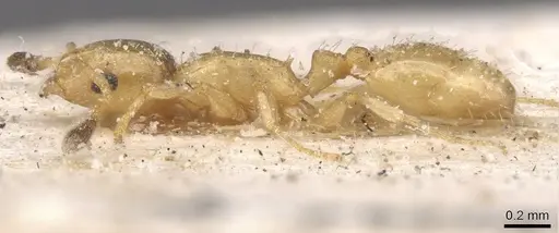 Temnothorax minozzii specimen